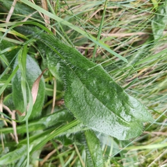 Pilosella aurantiaca