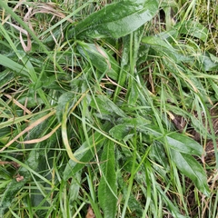 Pilosella aurantiaca