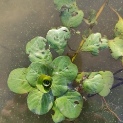 Ludwigia grandiflora