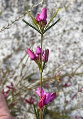 Boronia nematophylla