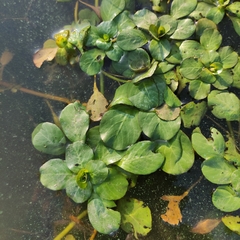 Ludwigia grandiflora