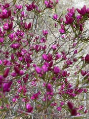 Boronia nematophylla