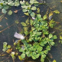 Ludwigia grandiflora