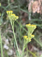 Nidorella microcephala