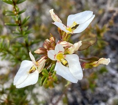 Levenhookia pauciflora
