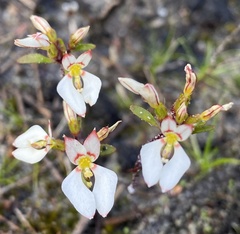 Levenhookia pauciflora