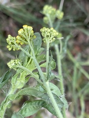 Nidorella microcephala