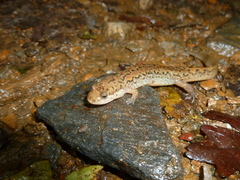 Desmognathus planiceps
