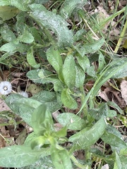 Nidorella microcephala