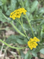 Nidorella microcephala