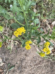 Nidorella microcephala