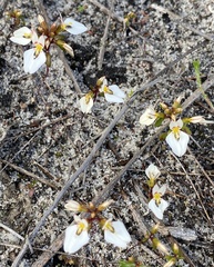 Levenhookia pauciflora