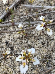 Levenhookia pauciflora
