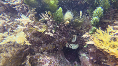 Sycozoa cerebriformis