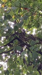 Sitta europaea