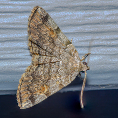 Idia americalis