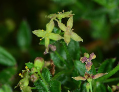 Galium californicum californicum