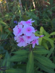 Hesperis matronalis