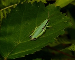 Odontopodisma schmidtii