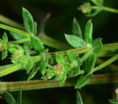 Galium californicum californicum