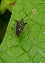 Proxys albopunctulatus