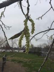 Populus deltoides deltoides