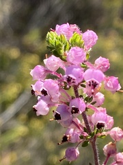 Erica grata