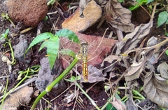 Brachythemis contaminata