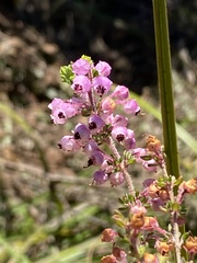 Erica grata