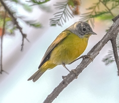 Leiothlypis ruficapilla