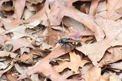 Pygodasis quadrimaculata