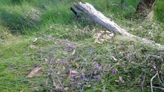 Comesperma volubile