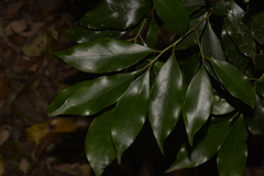 Cryptocarya meisneriana