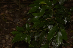 Cryptocarya meisneriana