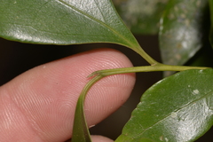 Cryptocarya meisneriana