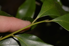 Cryptocarya meisneriana