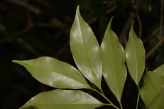 Cryptocarya meisneriana