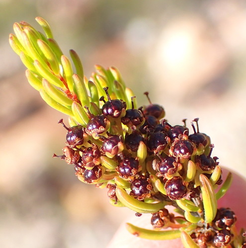 Image of Caterpillar Heath (Erica coarctata) by (c) Nicola van Berkel, some rights reserved (CC BY-SA)