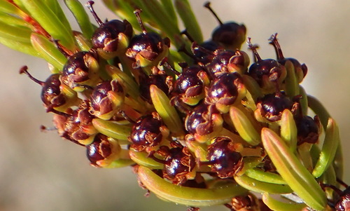 Image of Caterpillar Heath (Erica coarctata) by (c) Nicola van Berkel, some rights reserved (CC BY-SA)