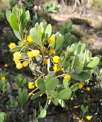 Acacia brachybotrya