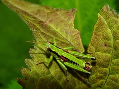 Odontopodisma schmidtii