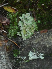 Cladonia grayi