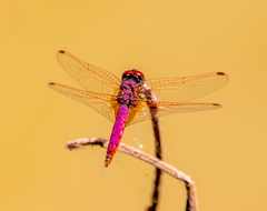 Trithemis annulata