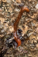 Maricola