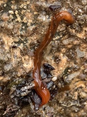 Maricola