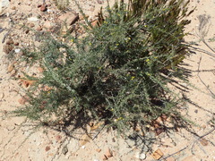 Aspalathus spinosa glauca