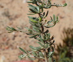 Aspalathus spinosa glauca