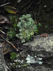 Cladonia grayi