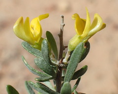 Aspalathus spinosa glauca