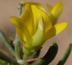 Aspalathus spinosa glauca